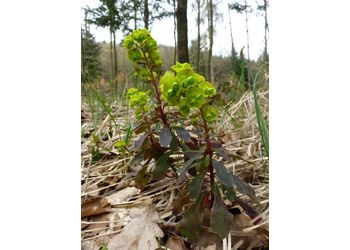 Mandel-Wolfsmilch (Euphorbia amygdaloides) - © Philipp Sengl